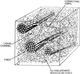 Schematische Darstellung von Hyaluron-Kollagenfasern im Glaskörper.