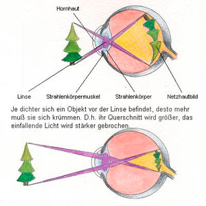 Die umgekehrte Abbildung äusserer Objekte auf der Netzhaut.