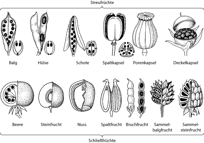 Unterscheidung der Früchte: Streufrüchte setzen ihre Samen bei Reife frei - bei Schliessfrüchten muss die Frucht erst verrotten oder verdaut werden, um den Samen freizusetzen.