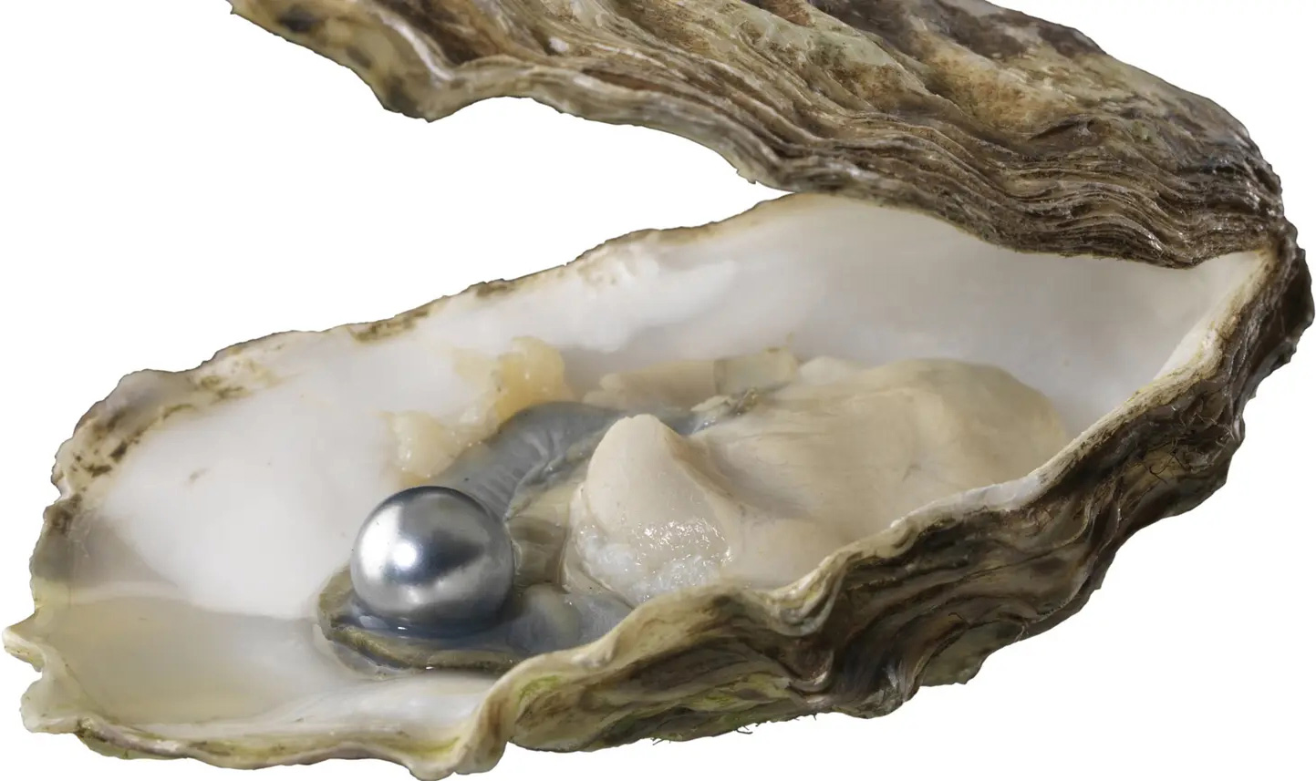 
Eine geöffnete Auster mit Perle.