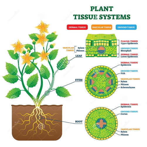 Illustration von Gewebetypen in einer Pflanze.