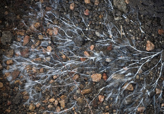 Bei der geschlechtlichen Fortpflanzung bilden Schlauchpilze (Ascomycota) Schläuche (Asci) mit Sporen. Zu diesen Pilzen gehören z.B. die Hefe, die Schimmelpilze, die Trüffel sowie – wie hier dargestellt – die Spitzmorchel.